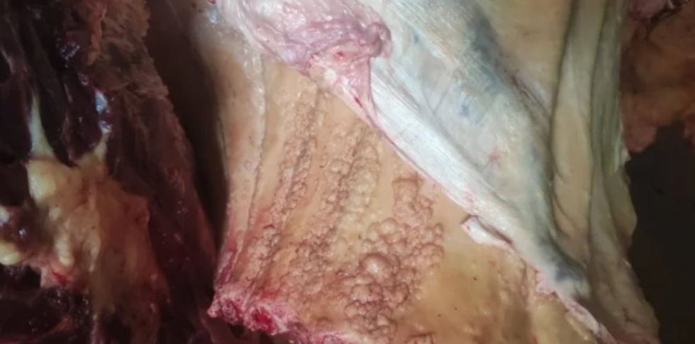 Decomisan carne de res con tuberculosis en un matadero de Santa Cruz