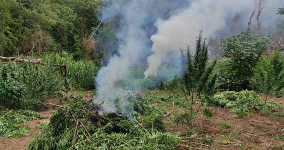 Entre cultivos de papas hallan 80 toneladas de plantaciones de marihuana