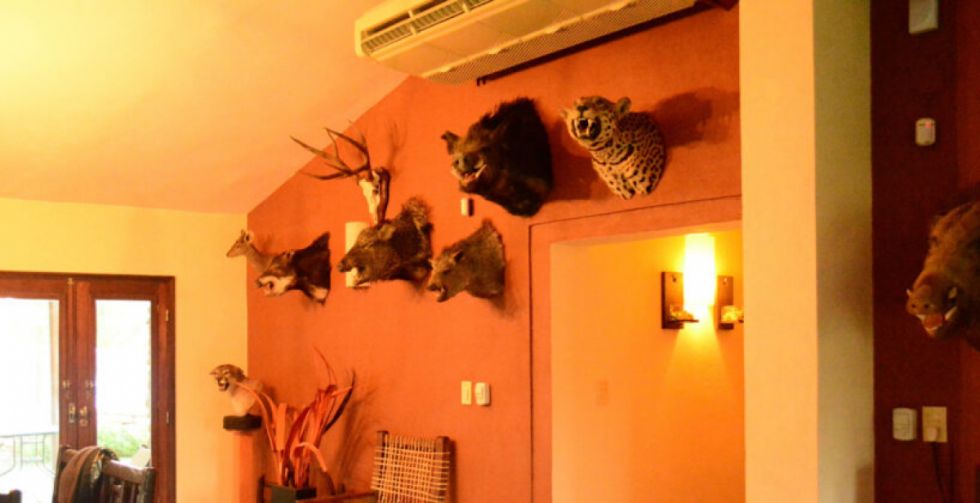 Caza & Safari: Un inmenso caso de tráfico de fauna