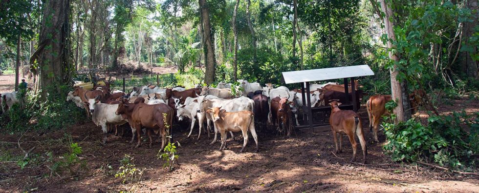 El “kilo vivo” dispara el precio de la carne según Gobierno