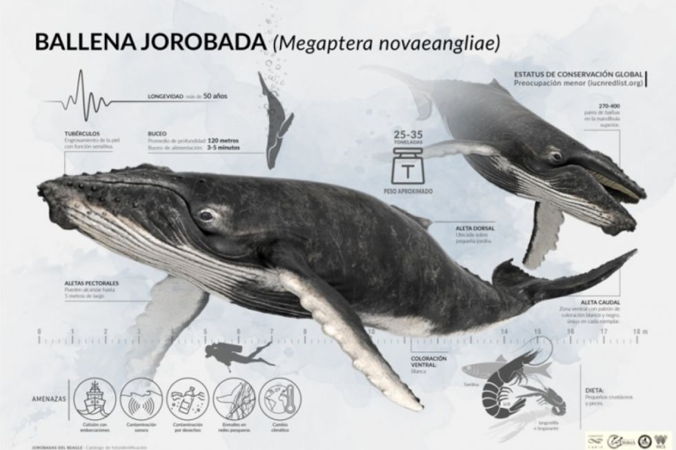 Fotografías de ballenas jorobadas en el catálogo de fotoidentificación de los ejemplares que llegan a la zona del Canal de Beagle. Foto: CADIC-WCS Argentina