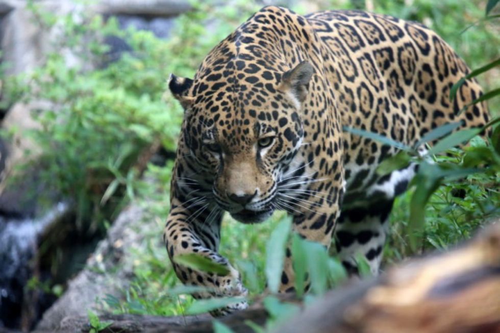 Jaguar (Panthera onca), en el Parque Nacional Kaa-Iya – Bolivia. Foto: Daniel Alarcón