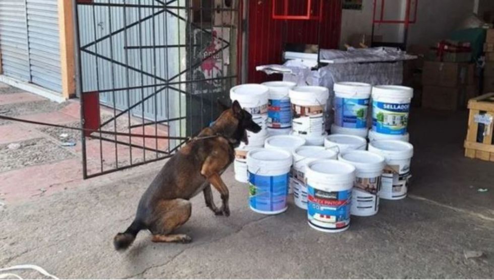 Descubren sustancias controladas en encomienda de pintura enviada a Tarija