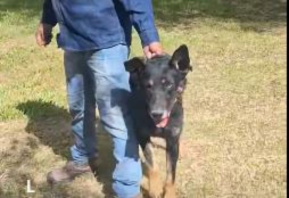 Vecinos denuncian ataque de perro a un adulto en Tarija (Video)