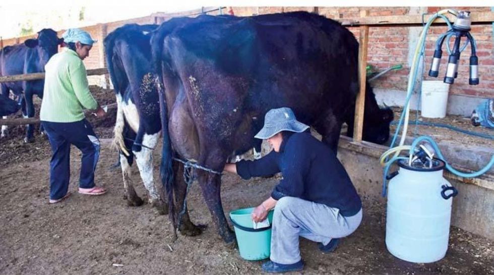 Lecheros exigen un mejor precio para la leche 