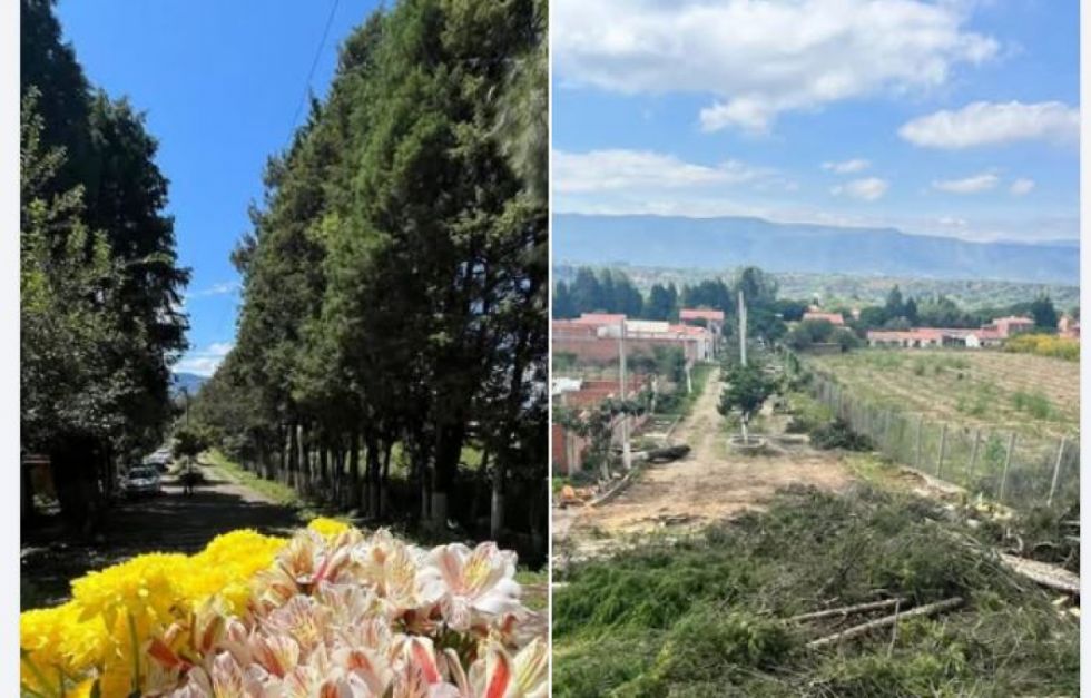 Denuncian tala de más de 100 árboles en el ingreso al Cementerio de San Lorenzo