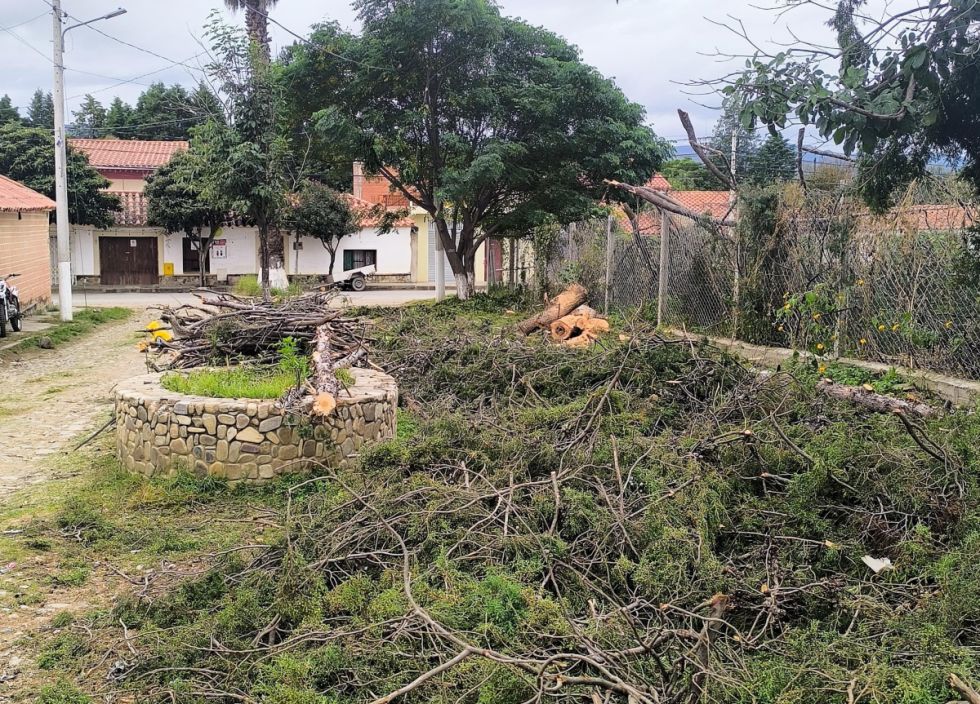 San Lorenzo: Justicia ordena reponer 175 árboles