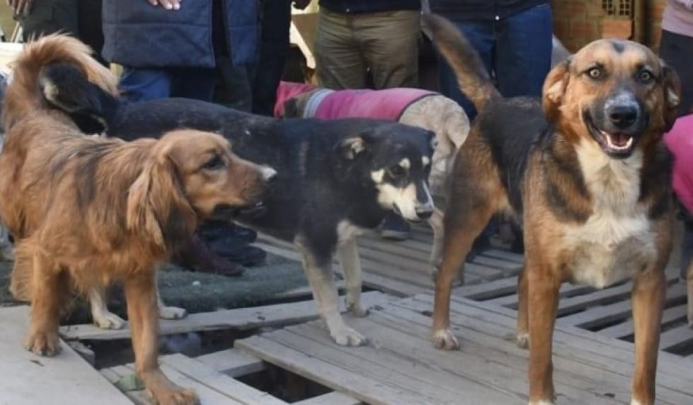 Zoonosis decide sacrificar 11 canes por síntomas de rabia en Tarija