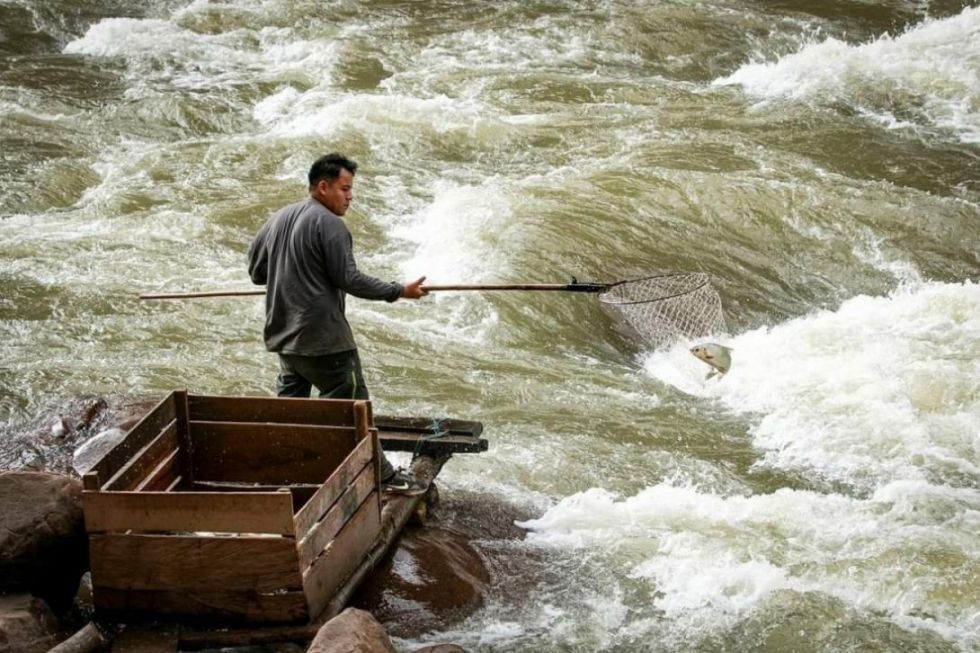 Baja el precio del sábalo, tras ingreso de un “voluminoso” cardumen 