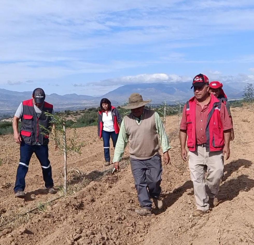 Tarija: Alcaldía entregará 10 mil plantines de olivo 