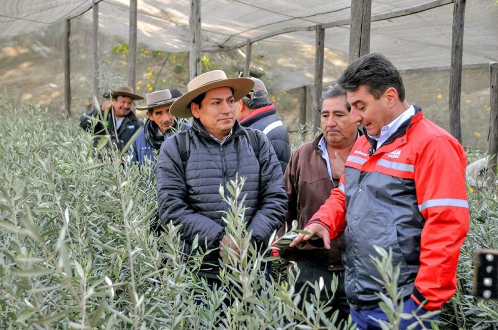Con 10 mil plantas de olivo prevén producir aceituna en 30 hectáreas