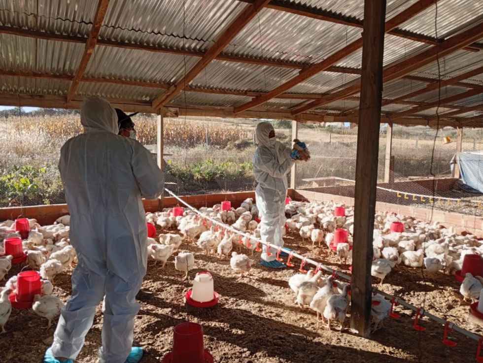 Influenza aviar: Senasag aumenta control en granjas