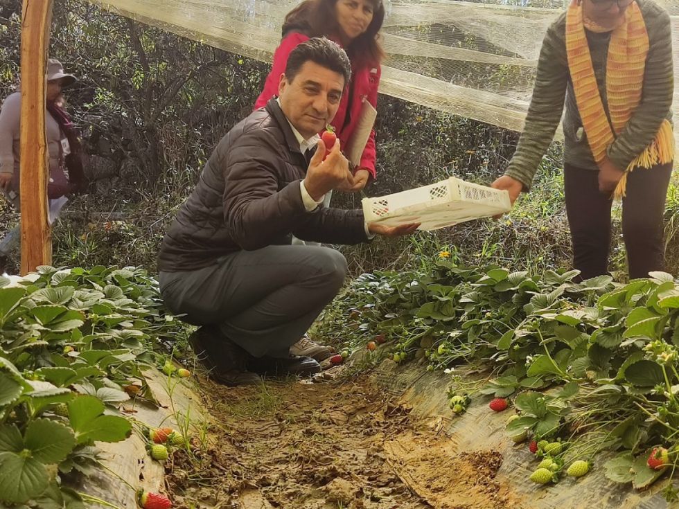 La producción de frutilla en Cercado generó Bs 46 MM