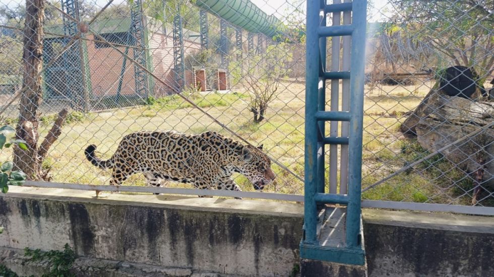Tarija: Jaguar del Bioparque falleció por una falla biliar