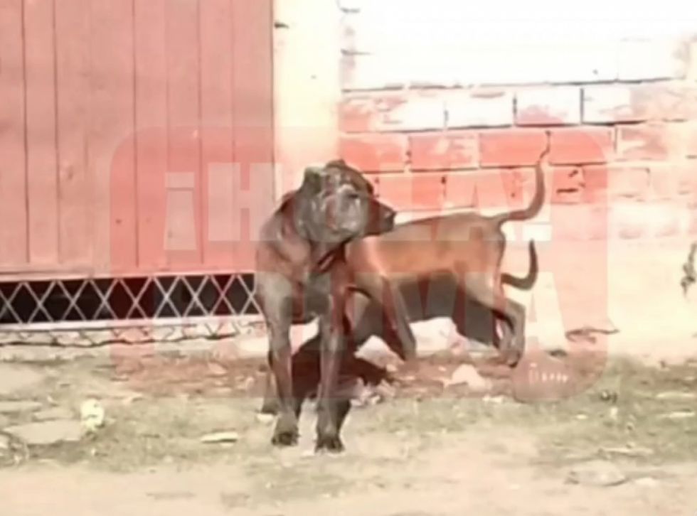 Zoonosis investiga el ataque de un perro a un hombre en la avenida La Paz 