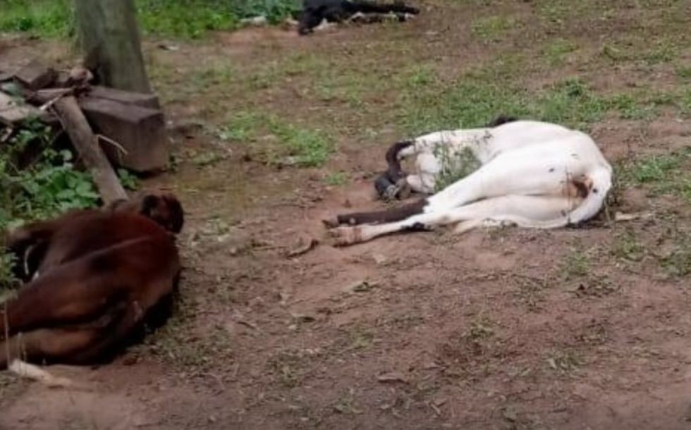 Enfermedad bacteriana preocupa a ganaderos del Chaco 