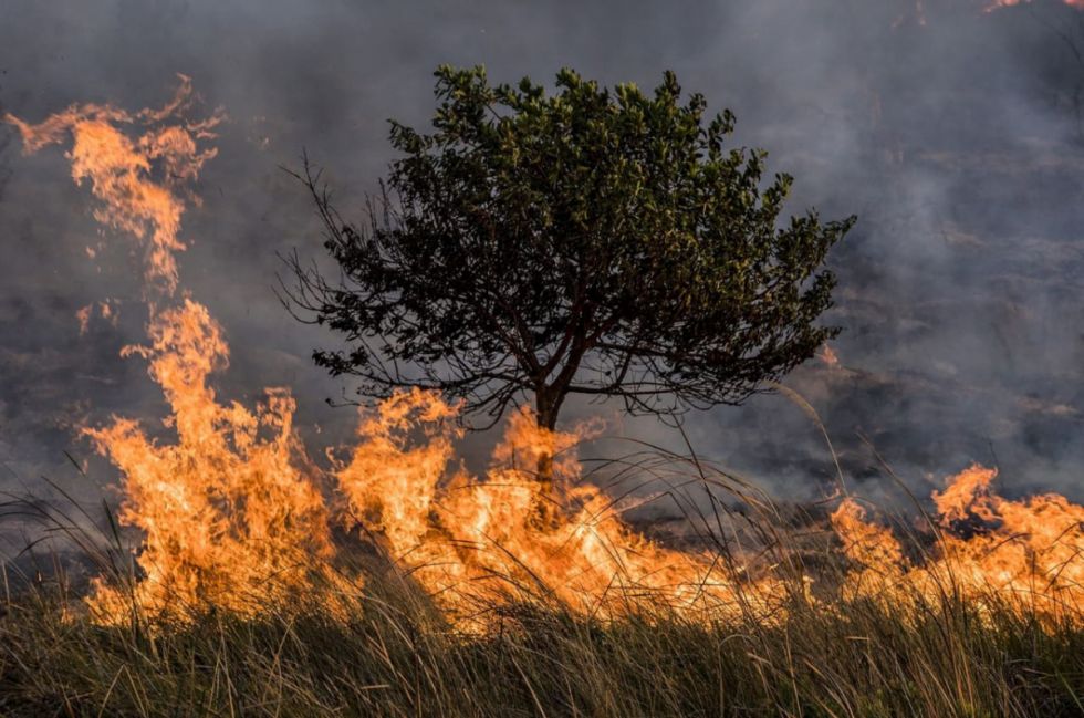 Incendio en el Rincón de la Victoria, el viento facilita el avance del fuego 