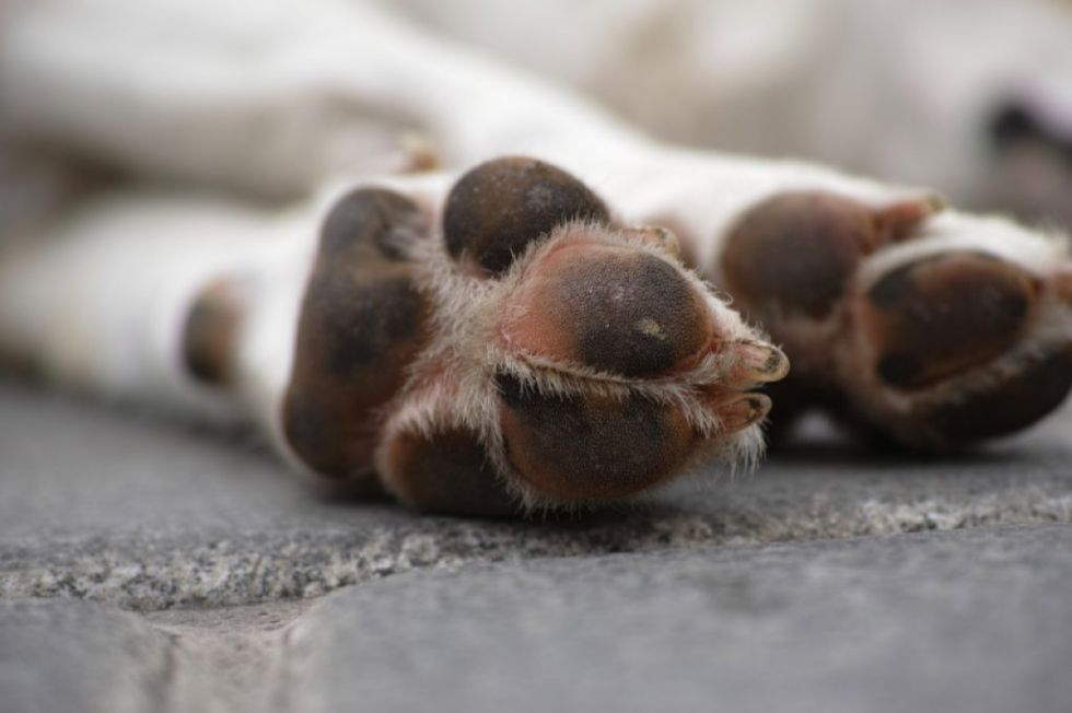 Tarija: Fiscalía realiza allanamiento de un domicilio por presunto maltrato animal (Video)