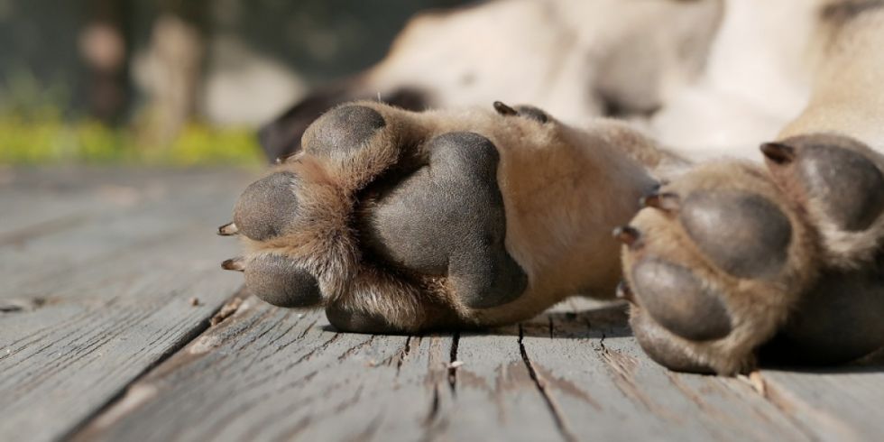 Tarija: Investigan agresión sexual a una mascota