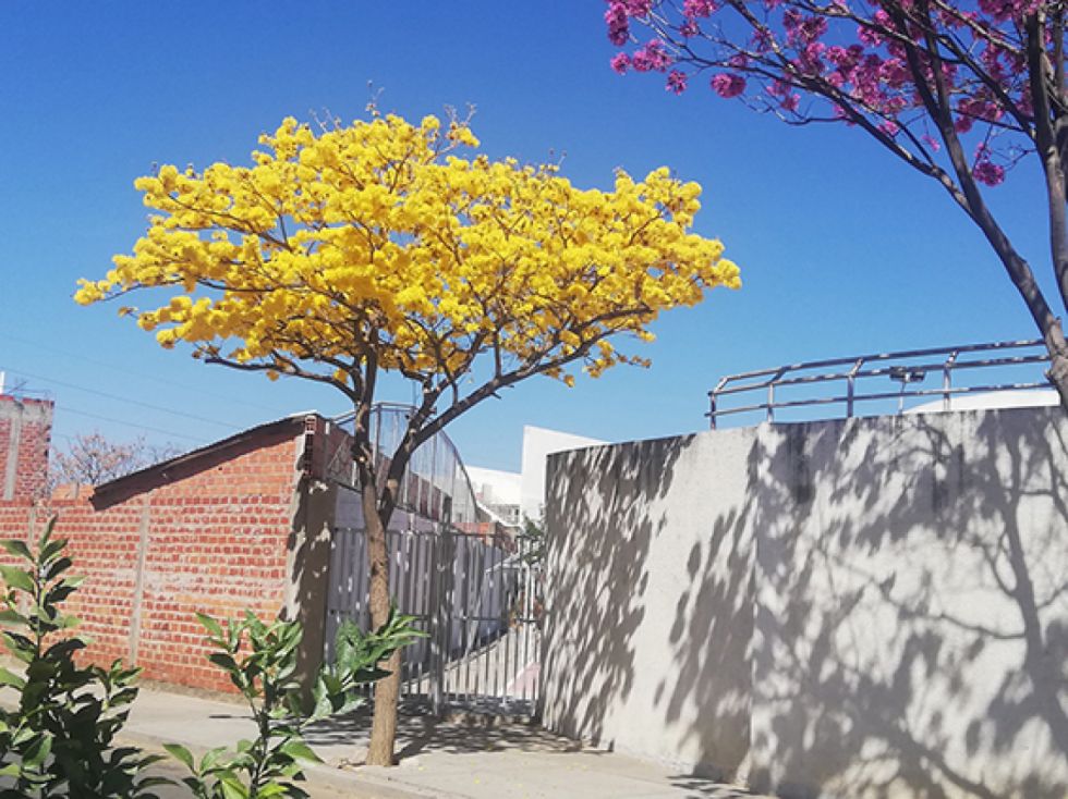 Lapachos