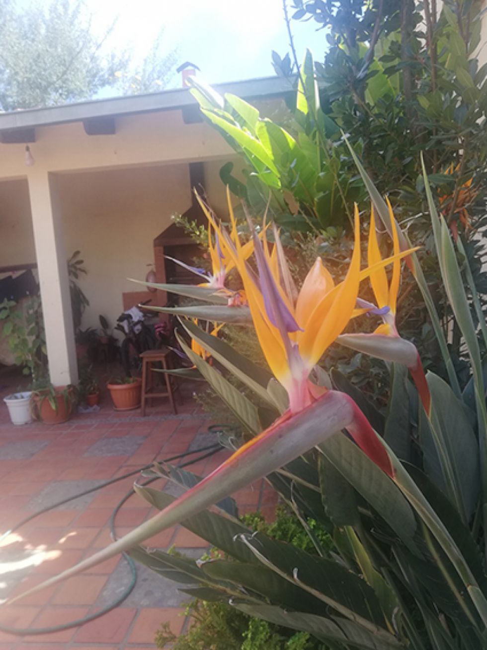 Primavera
