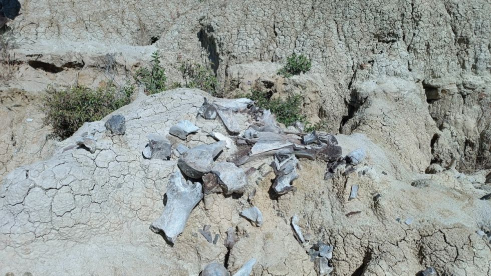 Tarija: Hallan depósito de fósiles de la era Cenozoica