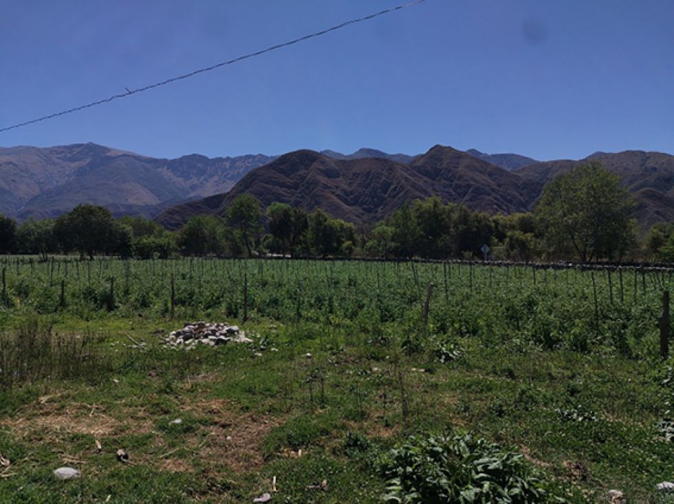 Hombres de Tarija