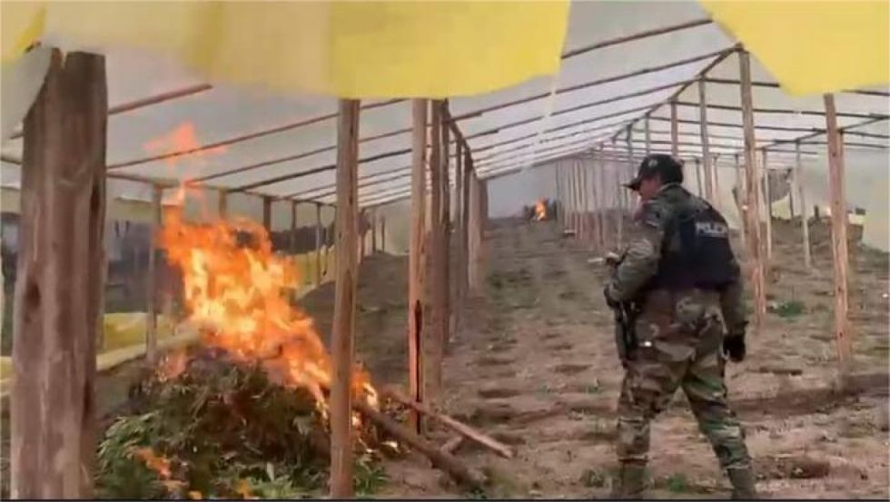 FELCN y Fiscalía destruyen 20 viveros de marihuana 