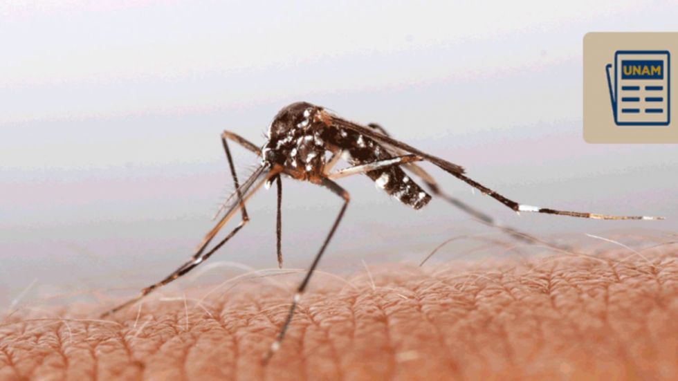 SEDES confirma el primer caso de zika en Tarija