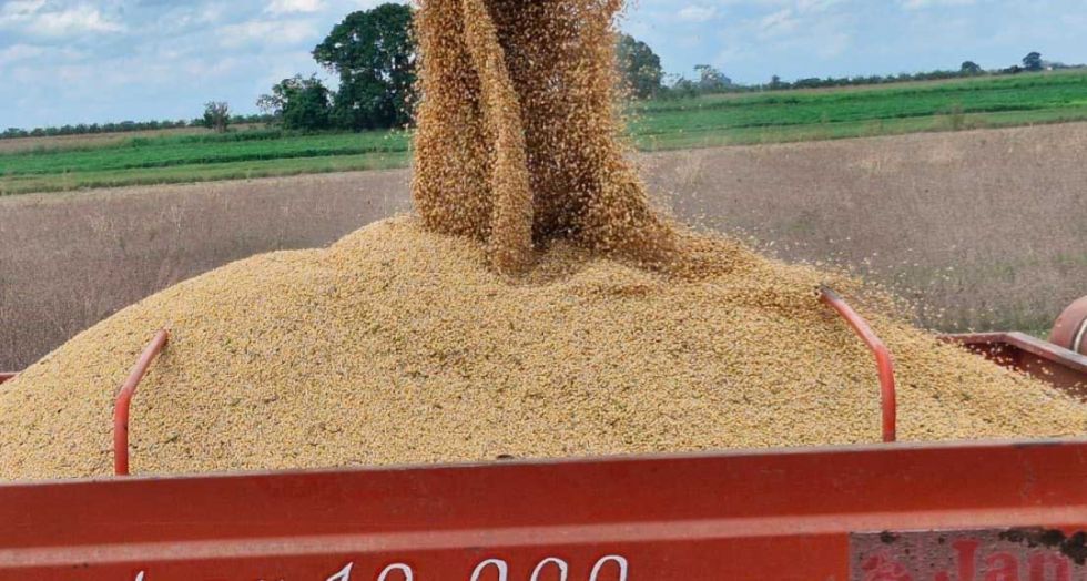 Soyeros reciben autorización para exportar 880 mil t