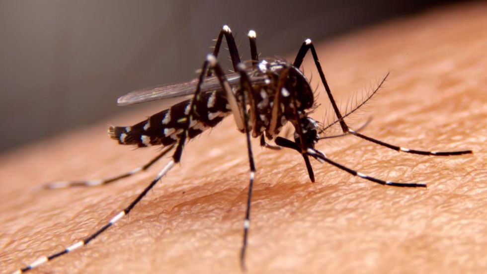 Brote de chikungunya preocupa a autoridades sanitarias