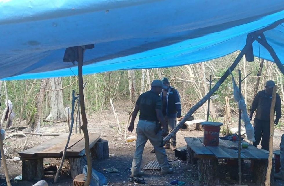 Siete aprehendidos por tala ilegal en parque nacional