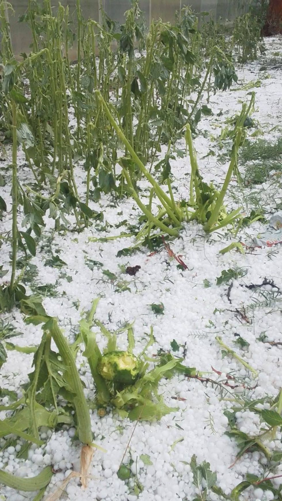Piden declarar desastre natural en Yunchará por afectación a productores