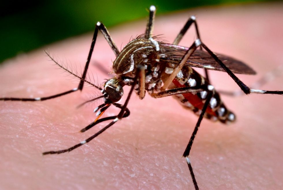 Limpieza en Caraparí por la chikungunya 