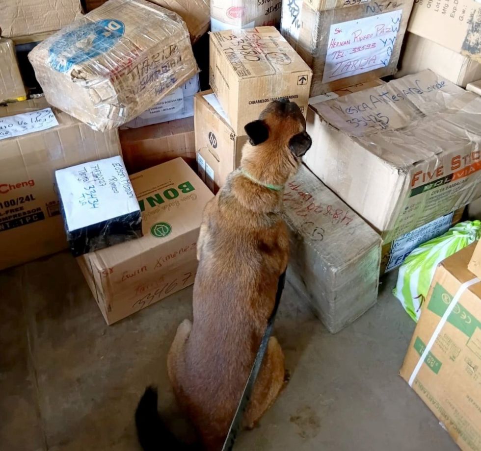 “Milán” detectó cinco paquetes de marihuana en una encomienda 