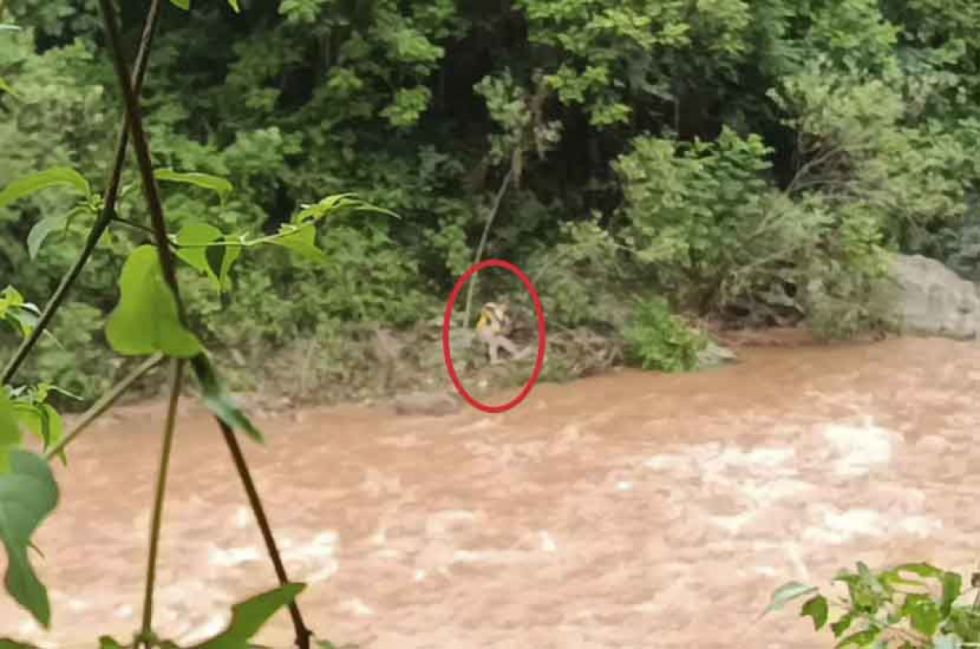 Video | Identifican a una persona fallecida tras avalancha que arrastró camioneta en el puente Santana, en Entre Ríos