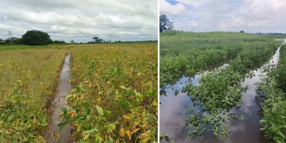 Anapo: Lluvias golpean al agro