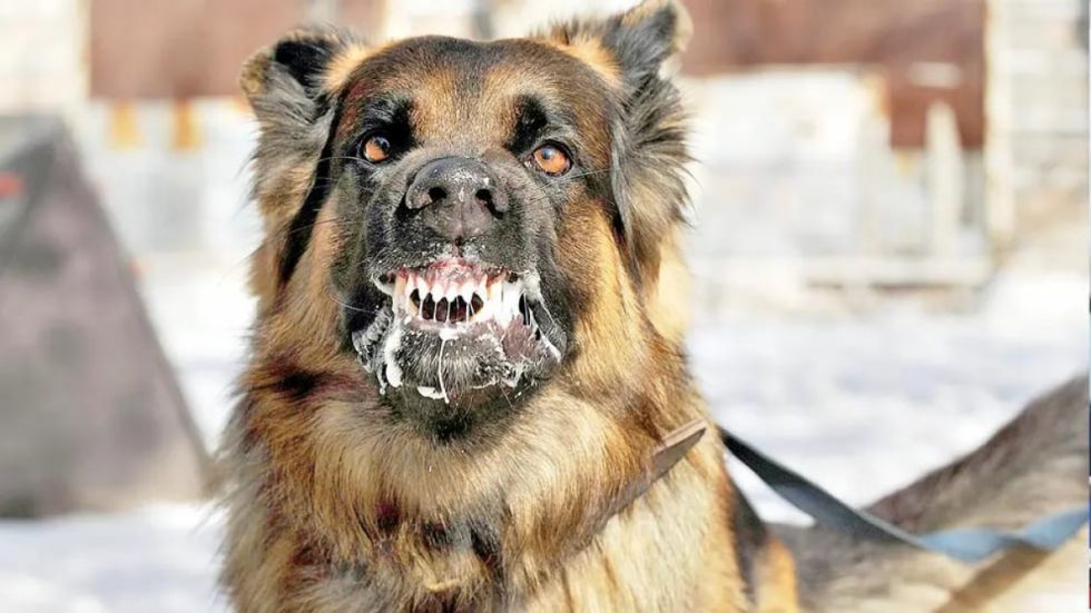 Perro con rabia muerde a 13 personas y activa alerta sanitaria en Vinto