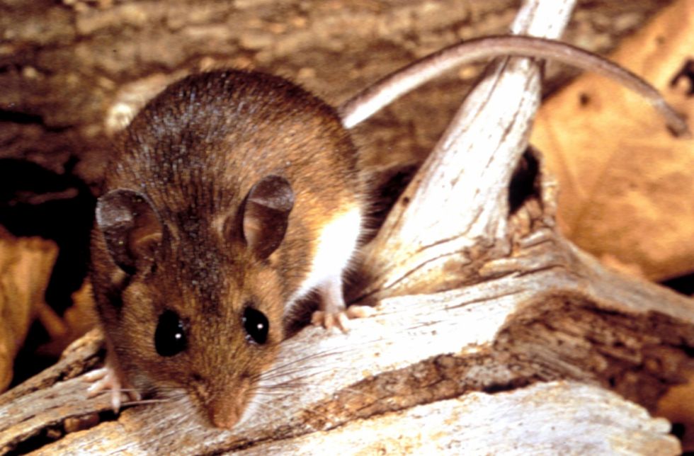 Tarija activa protocolos tras registrar cuatro casos de hantavirus en lo que va del año