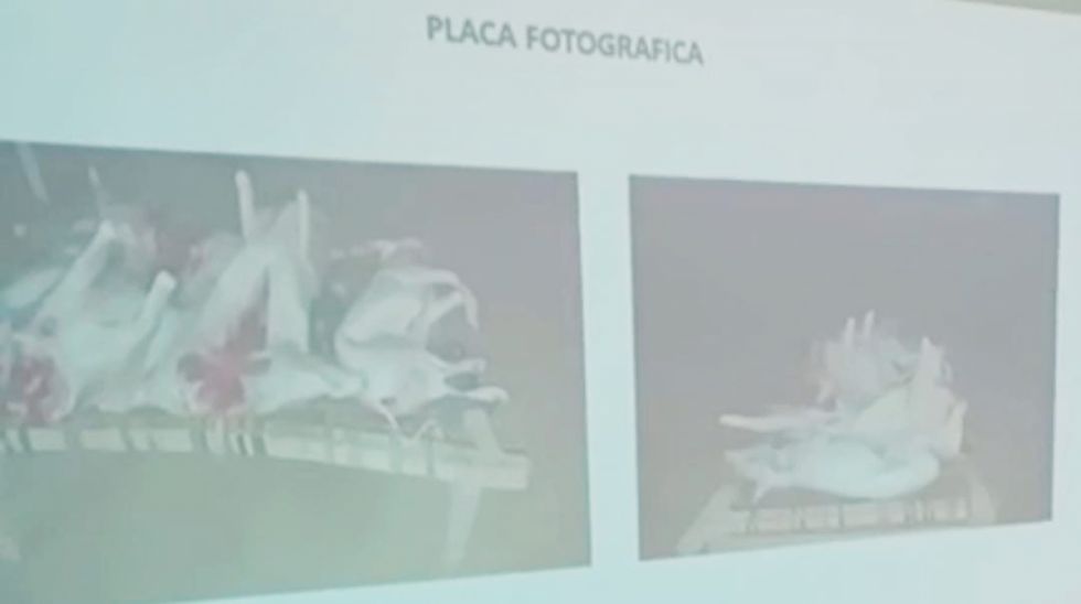 Mujer denuncia que le robaron sus cerdos y los faenaron