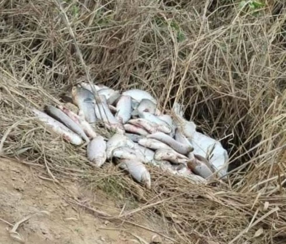 Villa Montes: Sábalos son desechados provocando contaminación 