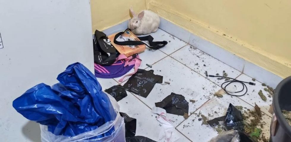 Traficante dejó marihuana en la comida de su conejo