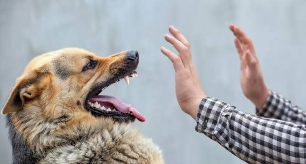 Investigan la muerte de una mujer que fue atacada por dos perros 
