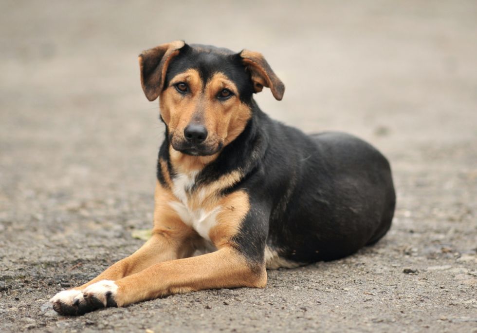 Pofoma lanza campaña para alimentar a perros callejeros