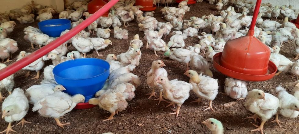 Caraparí: Avícolas golpeados por el alza de insumos 
