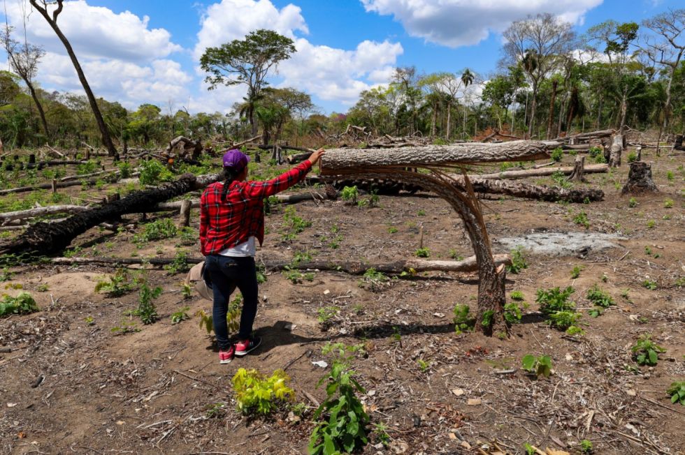 Más de 9 mil hectáreas de tala ilegal: la maquinaria del desmonte que combina permisos estatales y tráfico de tierras en territorio indígena de Bolivia