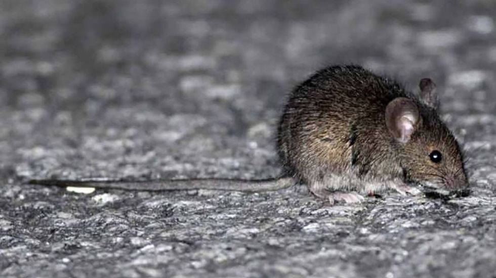 Confirman tercer caso de hantavirus en Yacuiba