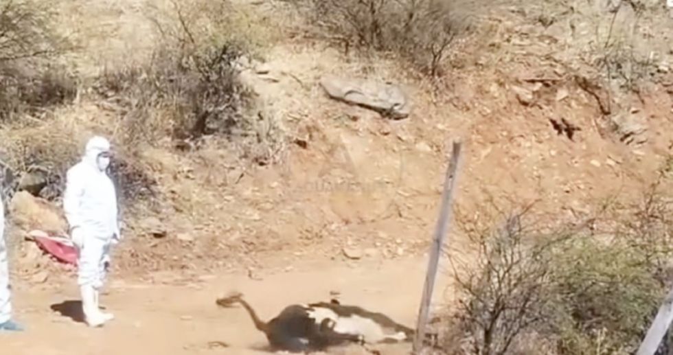 Ganaderos se declaran en emergencia por mortandad de ganado a causa de la rabia bovina