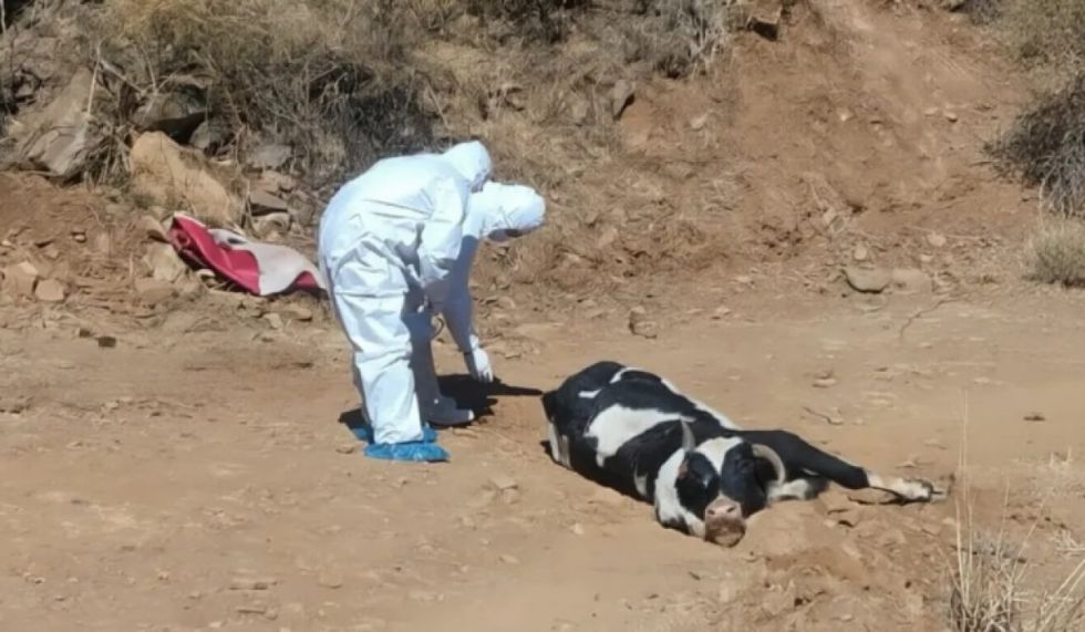 Cuarentena y vacunación, toman acciones contra la rabia bovina 