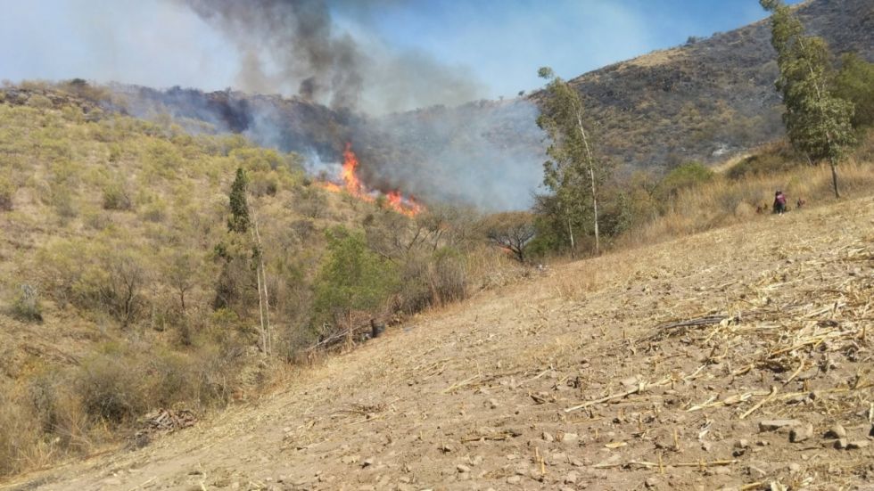 Incendios dejaron sin alimento al  ganado, productores piden ayuda